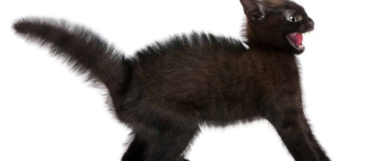 Frightened black kitten standing in front of white background.