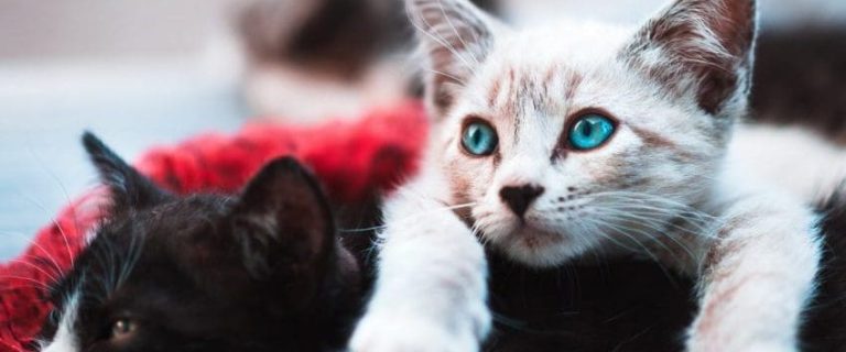 Best Punny Cat Names That Reflect Your Feline Friend's Charm