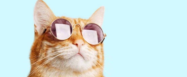 PVC cat trees are super nifty because they're relatively inexpensive and versatile. Check out 7 great options to buy or DIY!