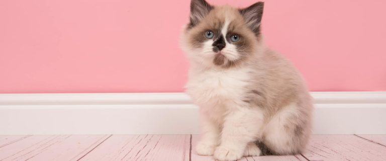 No matter the situation, here you have a list of the most beautiful Ragdoll cat names for you adorable fur ball. The Ragdoll breed is really precious!