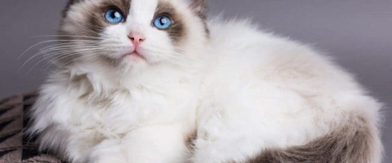 Ragdoll Cat: The Perfect Blend of Beauty and Sweetness