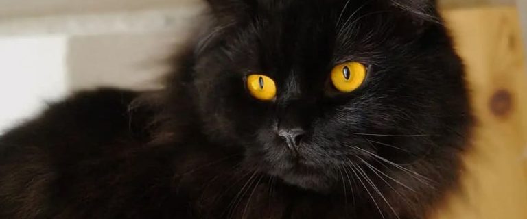 23 Amazing Rare Cat Breeds That Will Steal Your Heart