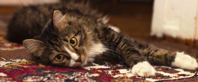 Knowing how to replace carpet on a cat tree can significantly expand the life of your kitty's favorite jungle gym. Read on for tips & tutorials!