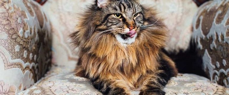 100+ Regal Cat Names for Your Royal Companion