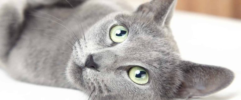 Russian blue cat lying indoors and looking up