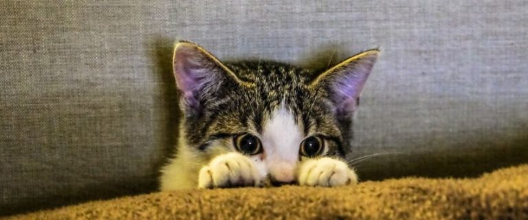 Cat Safety Tips: The Ultimate Guide to Protecting Your Cat