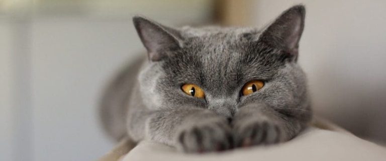 100 Sassy Cat Names That Are Just Loaded with Spunk