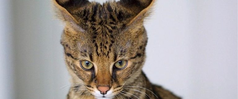 Considering the Savannah cat breed as your next family cat? This breed is unlike any other and has some things to consider before committing. Learn what you need to know!