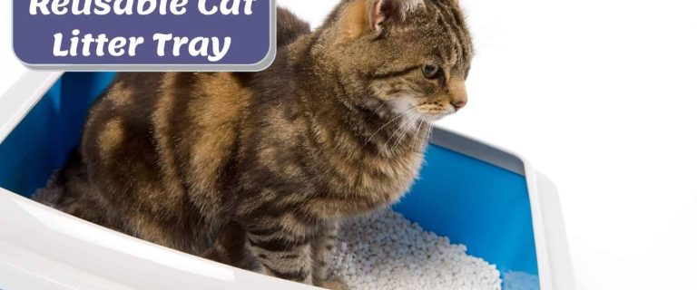 cat using a litter box with a scoopfree reusable cat litter tray