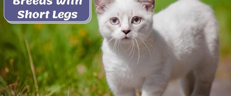 white munchkin short legged cat walking on the road