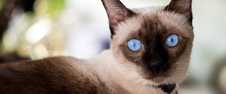 If you're searching for some of the most beautiful Siamese cat names, stick around! We're sharing our top 50 favorites! Take a look!