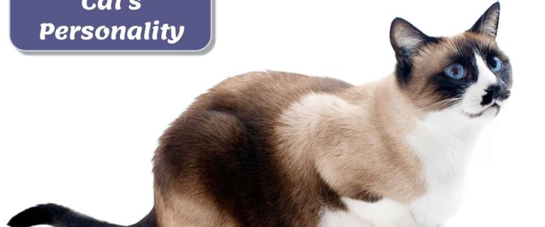 side view of a very adorable Siamese cat: siamese cat personality