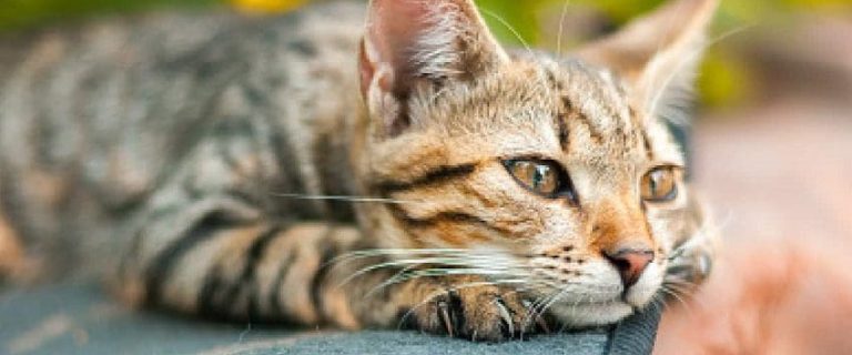 Single Kitten Syndrome: Is it Real and How Do You Treat It?