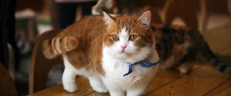 Have you heard of the Skookum cat breed? If not, don't worry: we'll cover everything you need to know about these relatively new and unique cats!