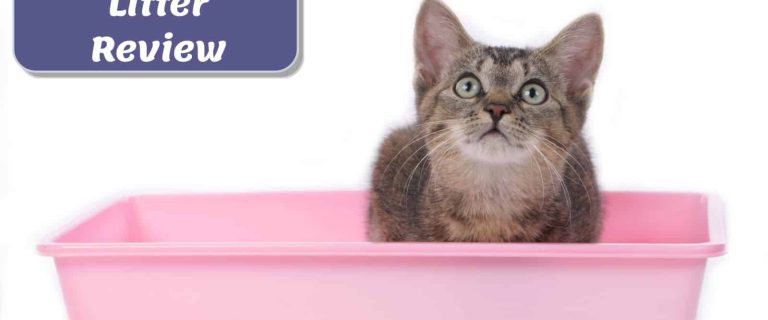 cat inside a pink litter box for skoon cat litter review