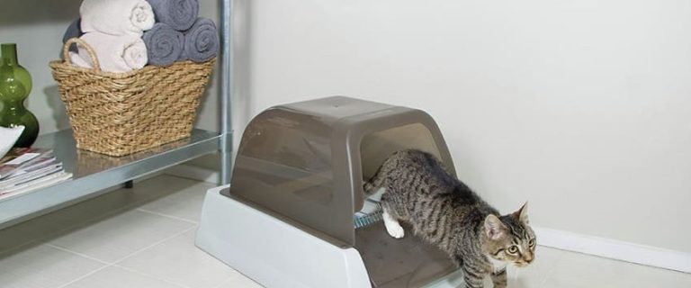 5 Small Litter Boxes Suited for Apartments and Small Spaces