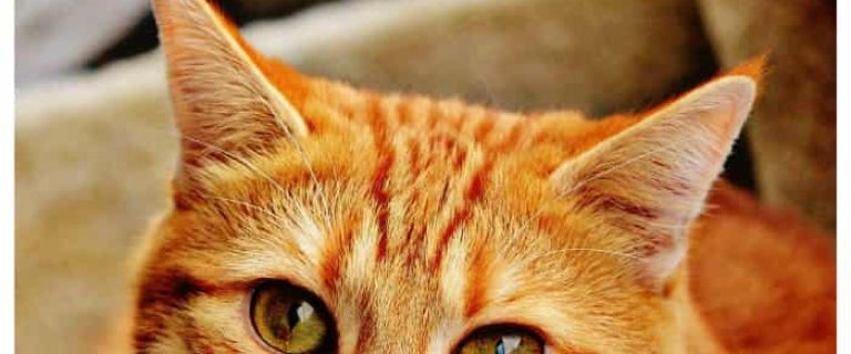 What is the smartest thing your cat has ever done? Check out these 5 smarty cats and tell us about your own brilliant kitty!