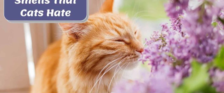 cat smelling purple flowers in the garden