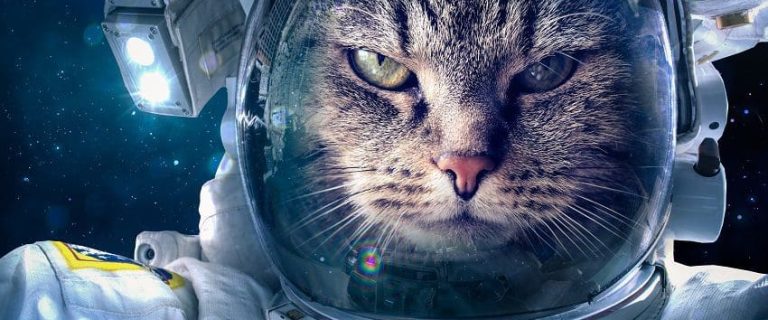 200 Space Cat Names That Are Out of This World