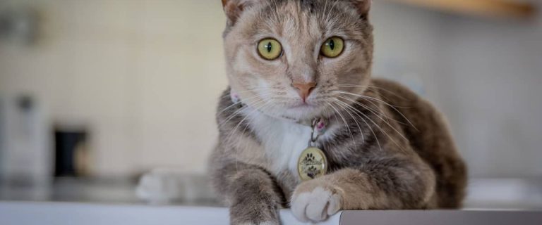 On the search for some bien Spanish cat names for your furry new addition? Check out 100 that we love, with 50 each for males and females!