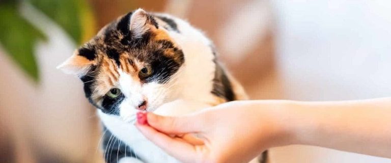 How to Spoil Your Cat? 12 Outrageous Tip