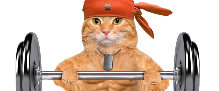 If you're looking for some amazingly spectacular sporty cat names, check out our list! We have 100 inspired by athletes across every sport!