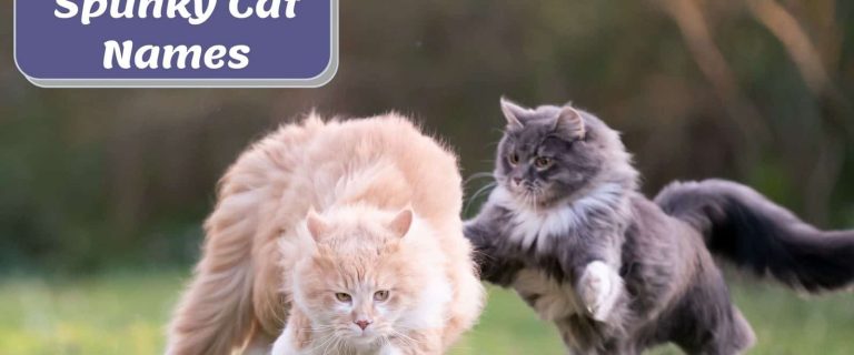 cats playing at the backyard beside the text "Spunky cat names"