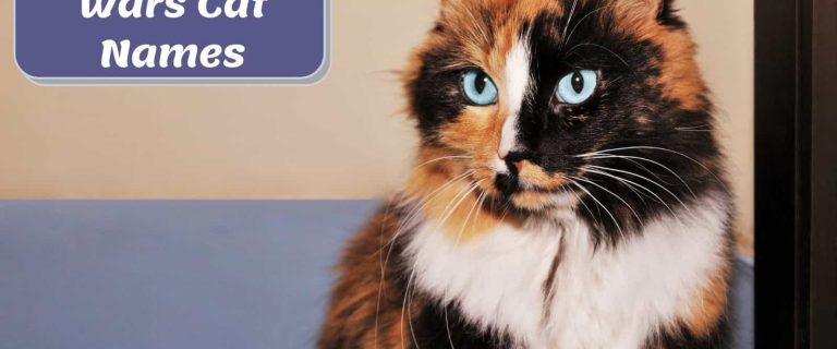 blue-eyed tortoiseshell cat beside "Star War Cat Names" poster