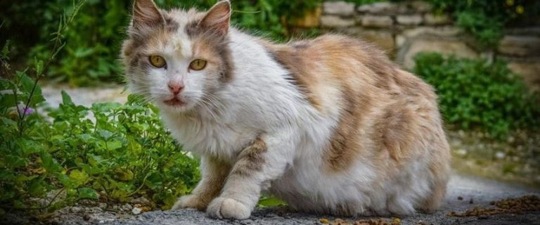 The Magic of Adopting a Stray Cat: Giving Hope a Home