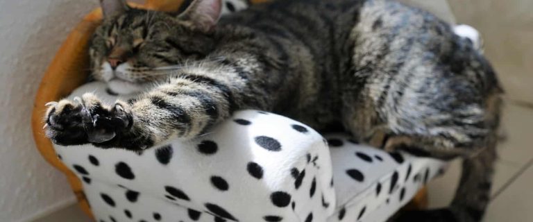 striped cat sleeping on a polka dot chair