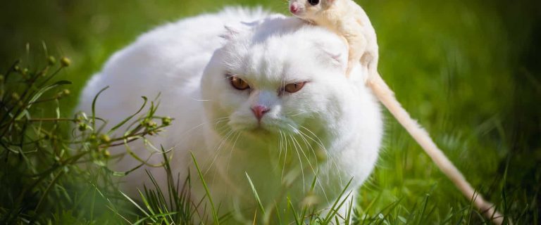 White Scottish Fold cat with white sugar glider on grass
