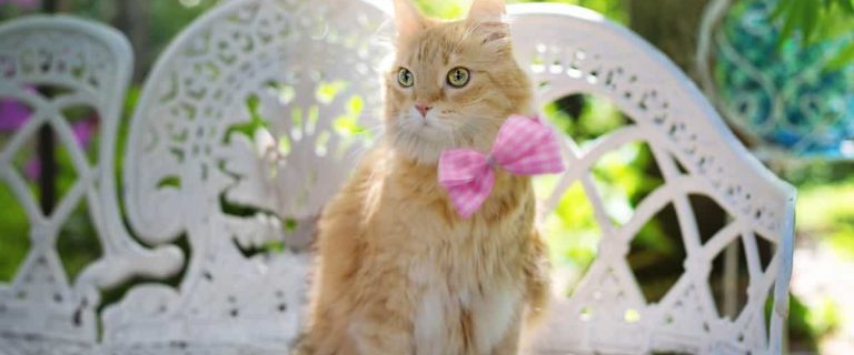 These 60 summer cat names will definitely give you all the warm and fuzzy feels! Check them out and find your new kitten's perfect moniker!