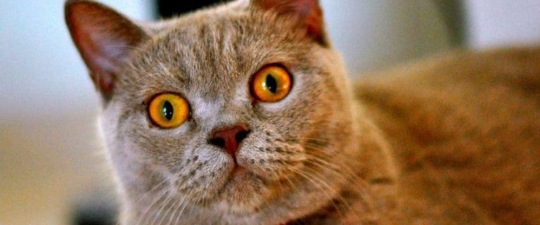 How to Keep a Litter Box from Smelling: 10 Proven Ways