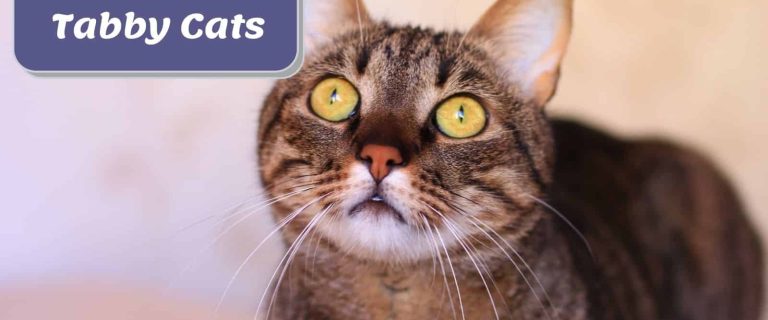 tabby cat with huge bright yellow eyes