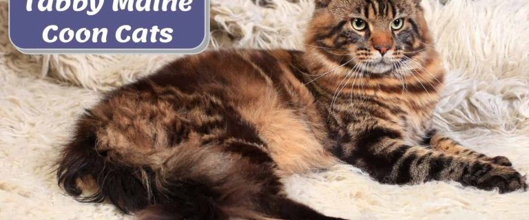 tabby Maine coon relaxing