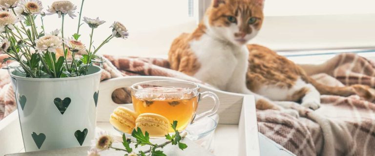 If you're passionate about Oolong and Earl Grey, you'll love these 100 terrific tea names for cats! Check them out!