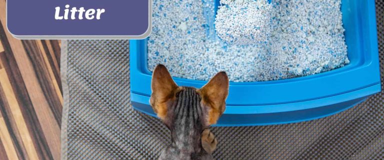 cat smelling the litter box with the best cat litter