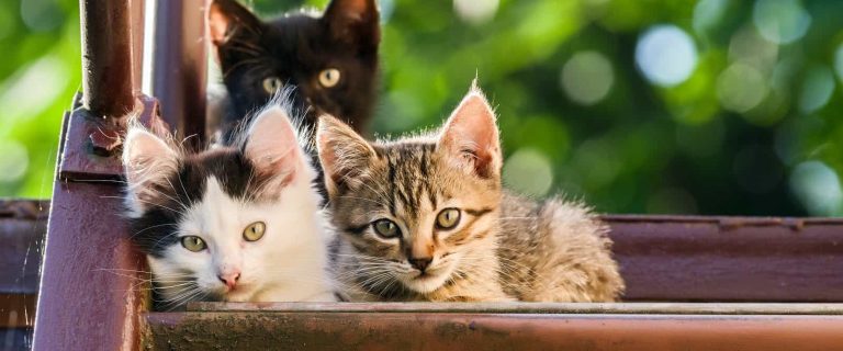 Thinking about getting a third cat? Check out our guide to everything you need to know before expanding your feline family!
