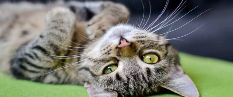 female tiger cat names