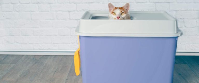 Looking for the best cat litter box liners for top entry boxes (or any other box, for that matter)? Check out our complete reviews of the top 10!