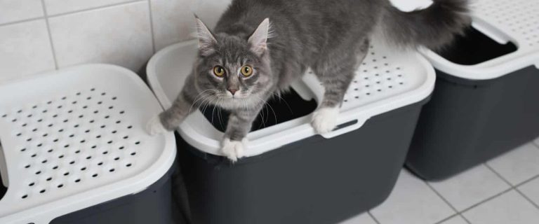 Looking for the best top entry litter boxes? Wondering if they're even a good fit for your cat? Check out our complete guide for all the answers!