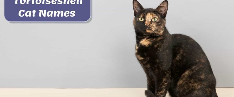 black tortoiseshell cat perfect to have any Tortoiseshell cat names