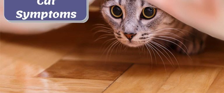cat hiding under the bed and showing traumatized cat symptoms