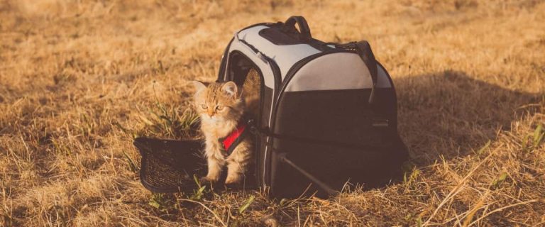How to Travel with a Cat Safely: 14 Vital Tips