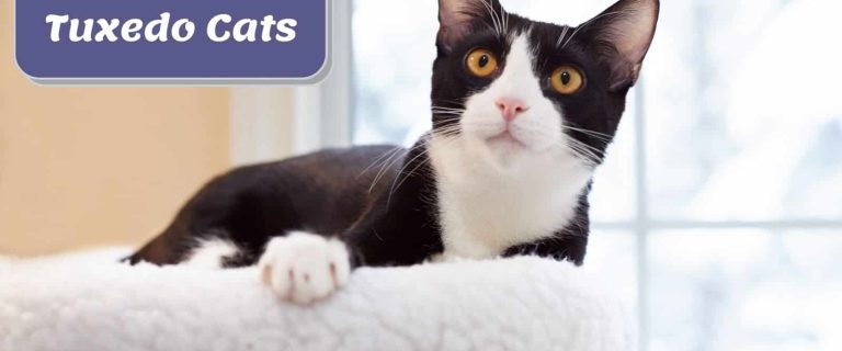 an adorable tuxedo cat breed relaxing on his fluffy bed