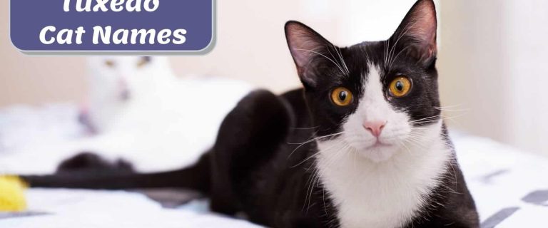 a pretty black and white cat perfect for tuxedo cat names