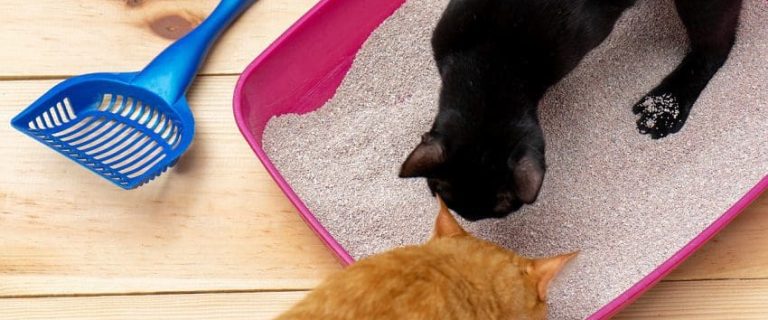Can Two Cats Use the Same Litter Box? Proven Techniques for Success