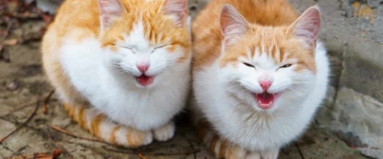 7 Signs Your Cat Wants Another Cat For Company