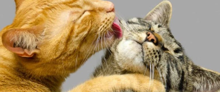 9 Superb Tips on How To Get Cats To Get Along 