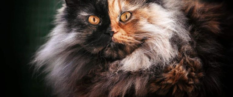 Two-Faced Cats: How Did They Got That Way?